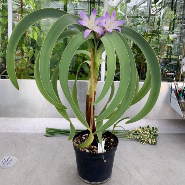 Ворслея благородная (Worsleya procera)