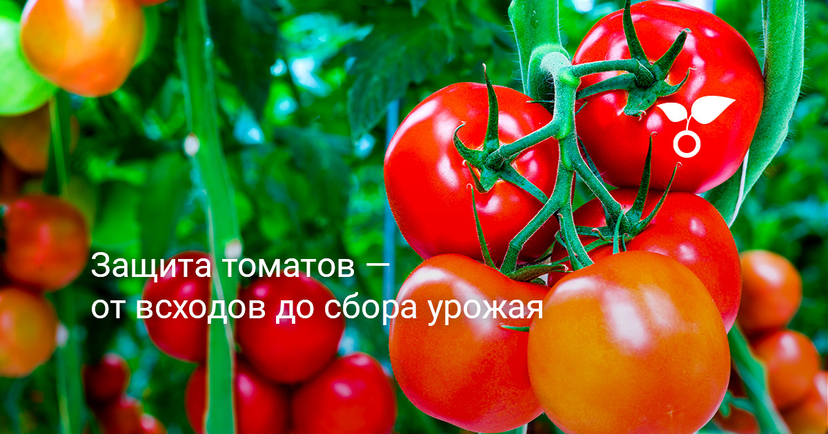 Защита томатов — от всходов до сбора урожая — Ботаничка