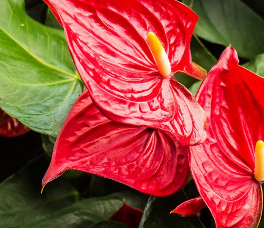 Антуриум — уход в домашних условиях - Красивоцветущие Антуриум — уход в домашних условиях