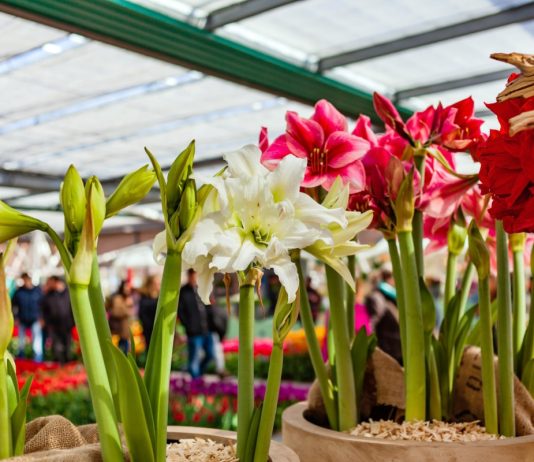 Гиппеаструмы: популярные сорта 2022 года