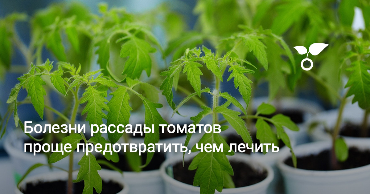 Болезни рассады томатов проще предотвратить, чем лечить — Ботаничка