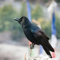 Большеклювая ворона (Corvus macrorhynchos)