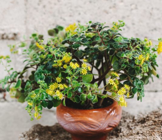 Дерево любви, или аихризон — суккулент благополучия