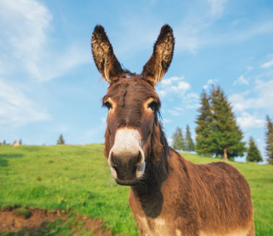 Домашние ослы — породы и особенности содержания - Животные Домашние ослы — породы и особенности содержания