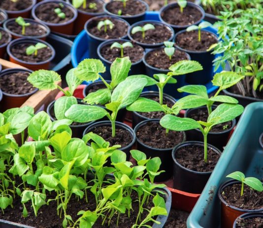 Экологичный урожай начинается с рассады