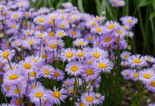 Мелколепестник, или Эригерон (Erigeron)