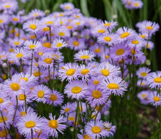 Мелколепестник, или Эригерон (Erigeron)