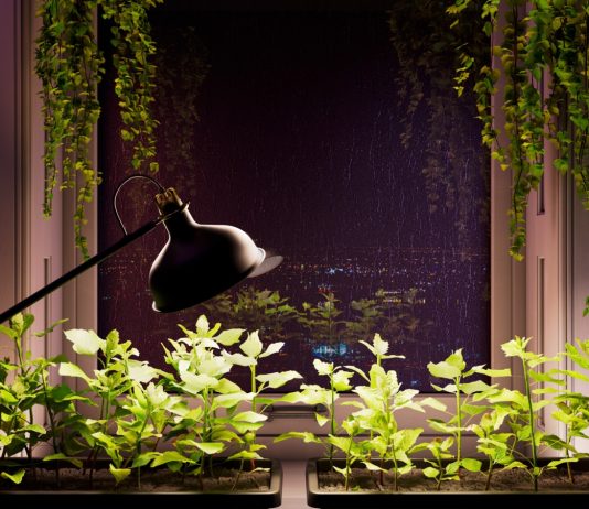 Как помочь саженцам и комнатным растениям, когда им не хватает света?