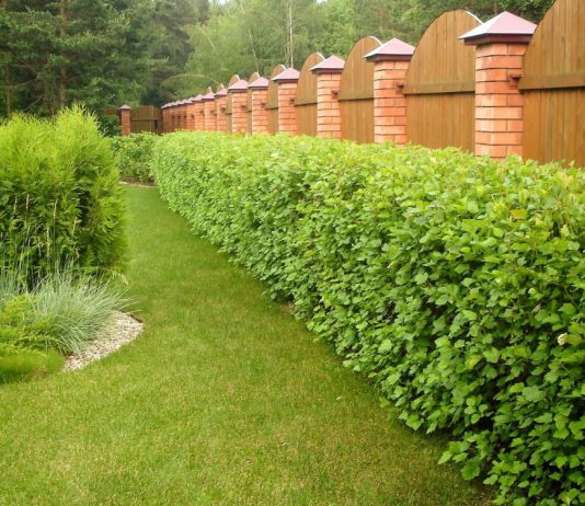 Формирование и обрезка живой изгороди по правилам