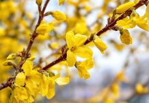 Форзиция. Какие виды будут цвести каждую весну?