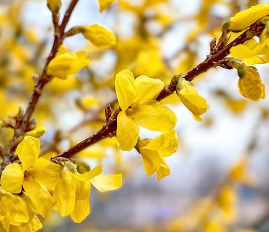 Форзиция. Какие виды будут цвести каждую весну?