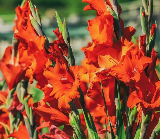 Гладиолусы — магия сортов российской селекции