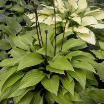 Хоста «Бит Салад» (Hosta 'Beet Salad'). © nhhostas