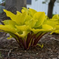 Хоста «Фаер Айленд» (Hosta 'Fire Island')