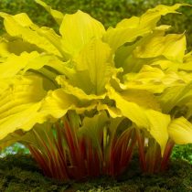 Хоста «Липстик Блонд» (Hosta 'Lipstick Blonde' )