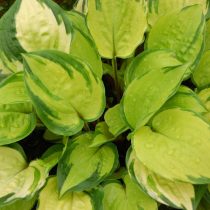 Хоста «Парадайс Айленд» (Hosta 'Paradise Island')