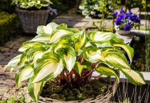 Хоста «Распберри Сандей» (Hosta 'Raspberry Sundae')