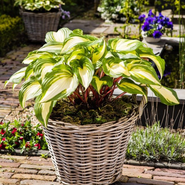Хоста «Распберри Сандей» (Hosta 'Raspberry Sundae')