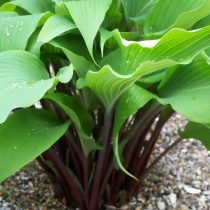 Хоста «Ред Октобер» (Hosta 'Red October')