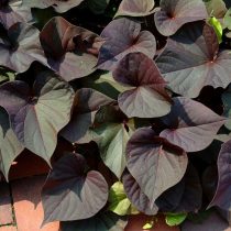 Ипомея батата «Ас оф Спейдс» (Ipomoea batatas 'Ace of Spades')