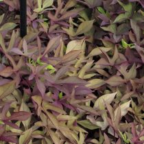 Ипомея батата «Десана Бронз» (Ipomoea batatas 'Desana Bronze')