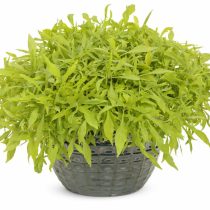 Ипомея батата «Иллюжн Эмеральд Лейс» (Ipomoea batatas 'Illusion Emerald Lace')
