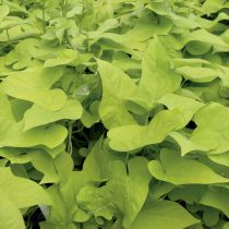 Ипомея батата «Маргарита» (Ipomoea batatas 'Margarita')