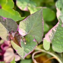 Ипомея батата «Пинк Фрост» (Ipomoea batatas 'Pink Frost')