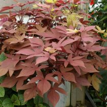 Ипомея батата «Свит Кэролайн Бронз» (Ipomoea batatas 'Sweet Carolyne Bronze')