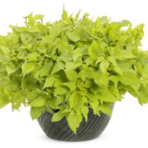 Ипомея батата (Ipomoea batatas 'Sweet Caroline Light Green')