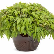 Ипомея батата «Свит Кэролайн Медуза Грин» (Ipomoea batatas 'Sweet Caroline Medusa Green')