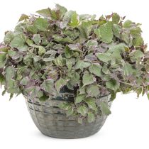 Ипомея батата «Триколор» (Ipomoea batatas 'Tricolor')