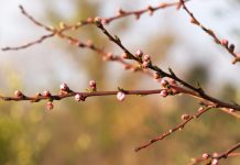 Как собирать и употреблять почки растений?