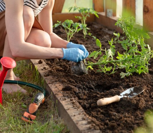 Как улучшить приживаемость рассады и снизить стресс у растений