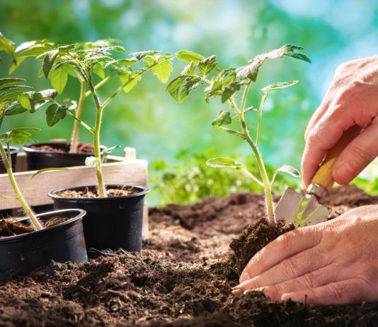 Какую тару для рассады выбрать? - Цветы многолетние Какую тару для рассады выбрать?