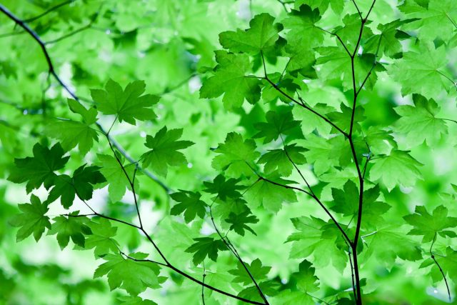 Клен завитой, или Виноградный клен (Acer circinatum)