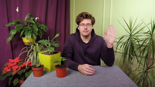 Комнатный банан — особенности ухода и пересадки