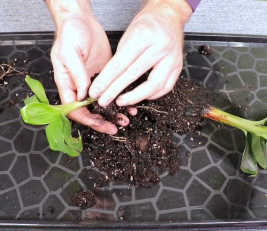 Извлеките саженец, очистите его от земли и пересадите в новый горшок