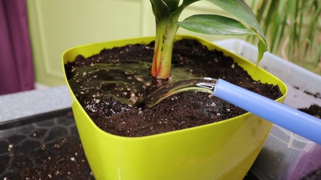 После пересадки пролейте наш комнатный банан водой