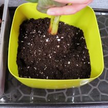 Присыпьте пересаженный банан грунтом
