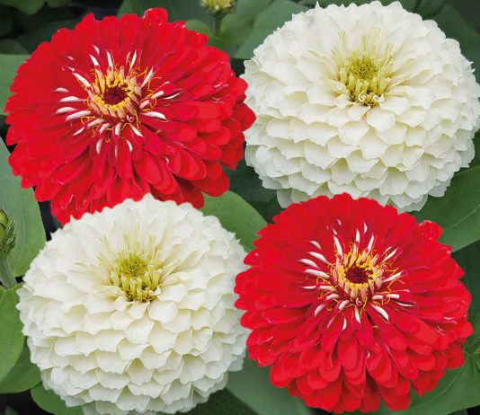 Красотка-цинния