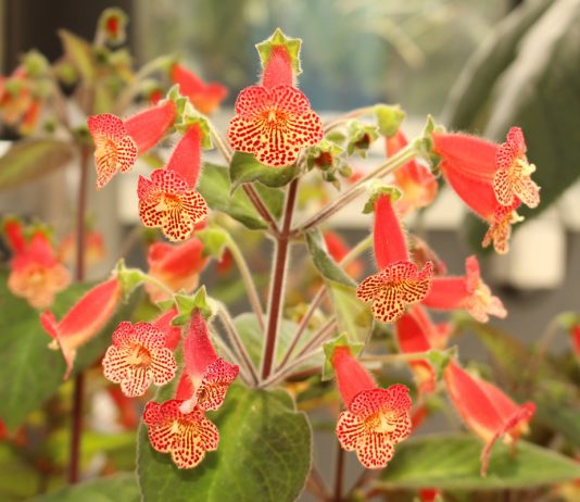 Лучшие виды колерий для комнатного цветоводства