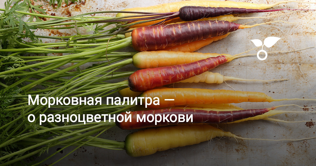 Морковная палитра — о разноцветной моркови — Ботаничка