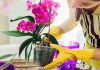 Вы купили орхидею. Что дальше?