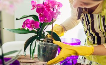Вы купили орхидею. Что дальше?