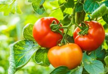 Почему помидоры кислые или горькие на вкус и что делать?