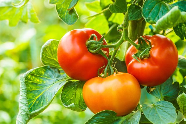 Почему помидоры кислые или горькие на вкус и что делать?
