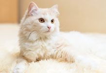 Полудлинношерстные и длинношерстные кошки