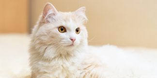 Полудлинношерстные и длинношерстные кошки