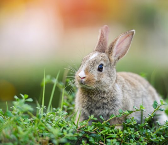 Кролики: интересные и популярные породы